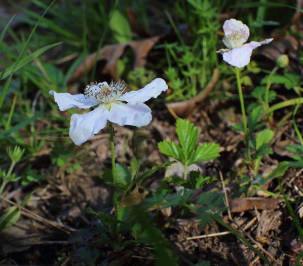 Rubus trivialis image