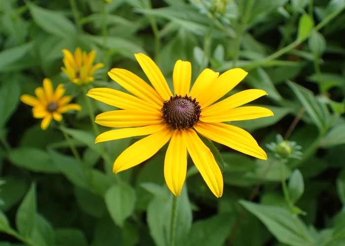 Rudbeckia hirta image
