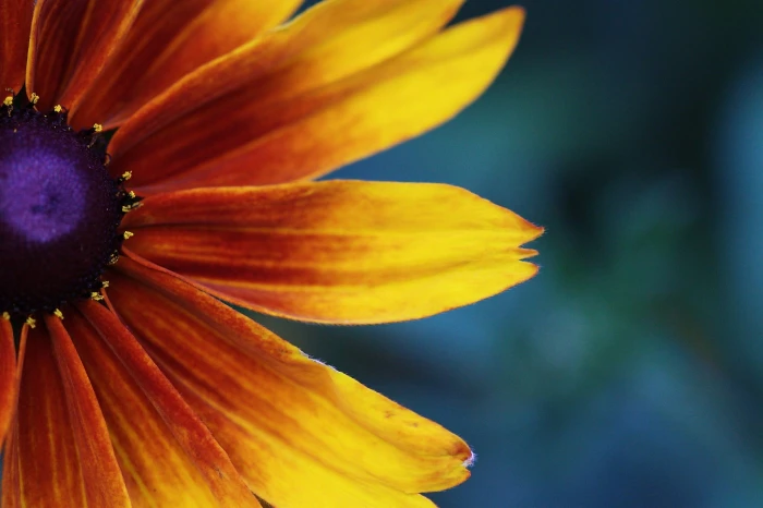Rudbeckia hirta var. angustifolia image
