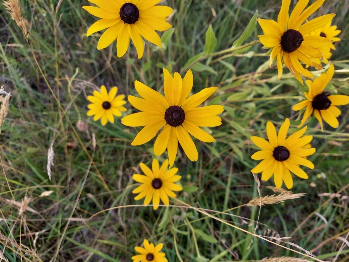 Rudbeckia hirta var. pulcherrima image