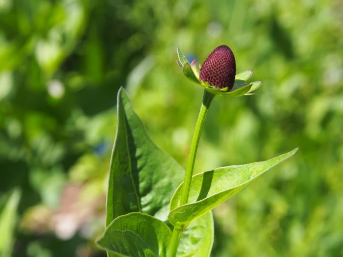 Rudbeckia occidentalis image