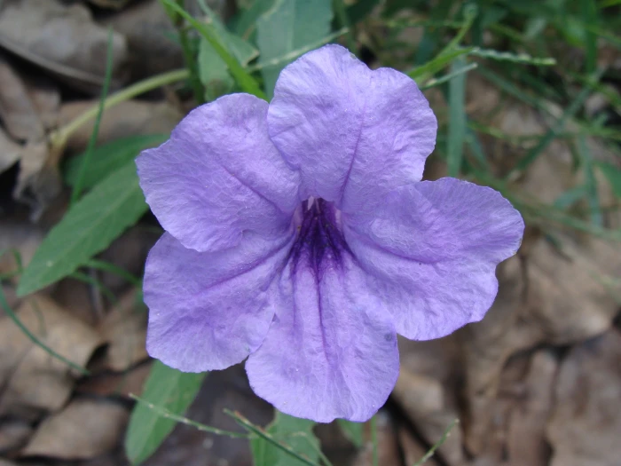 Ruellia ciliatiflora image