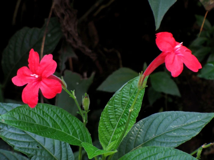 Ruellia elegans image