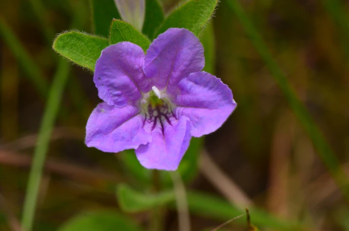 Ruellia humilis image