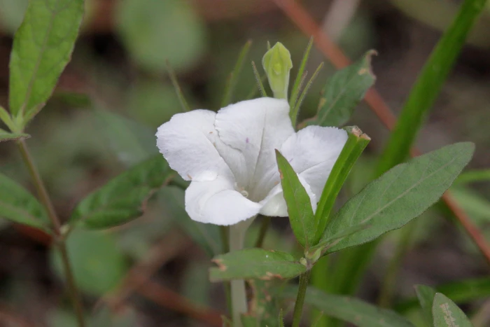 Ruellia noctiflora image