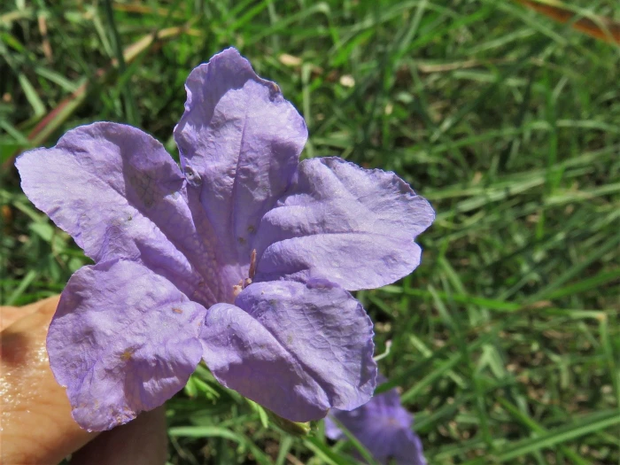Ruellia nudiflora image