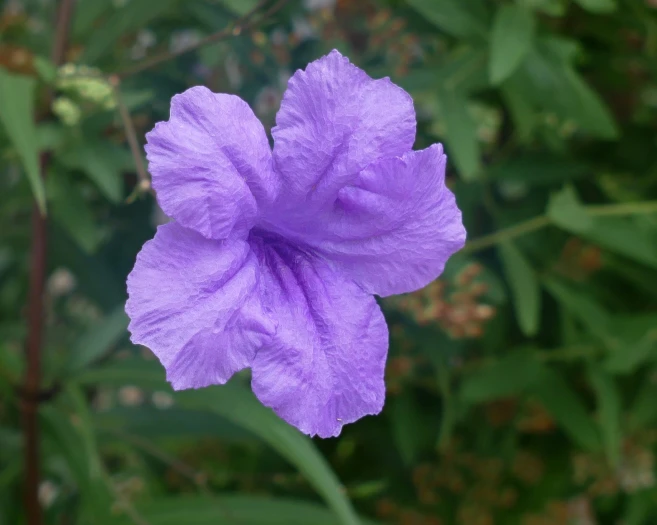 Ruellia simplex image