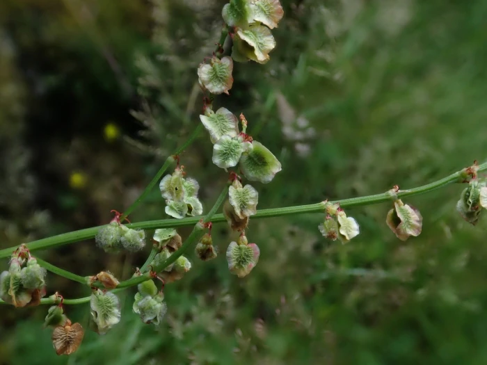 Rumex acetosa image