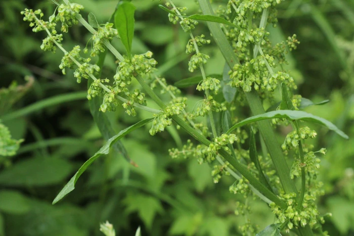 Rumex britannica image