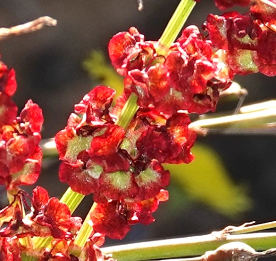 Rumex cordatus image