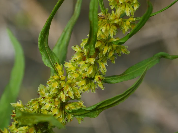 Rumex dentatus image