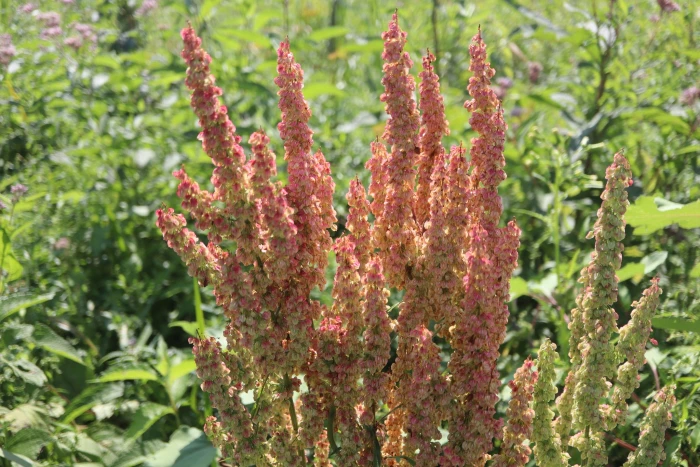 Rumex orbiculatus image