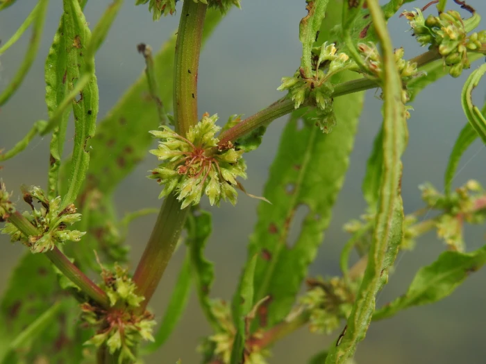 Rumex palustris image