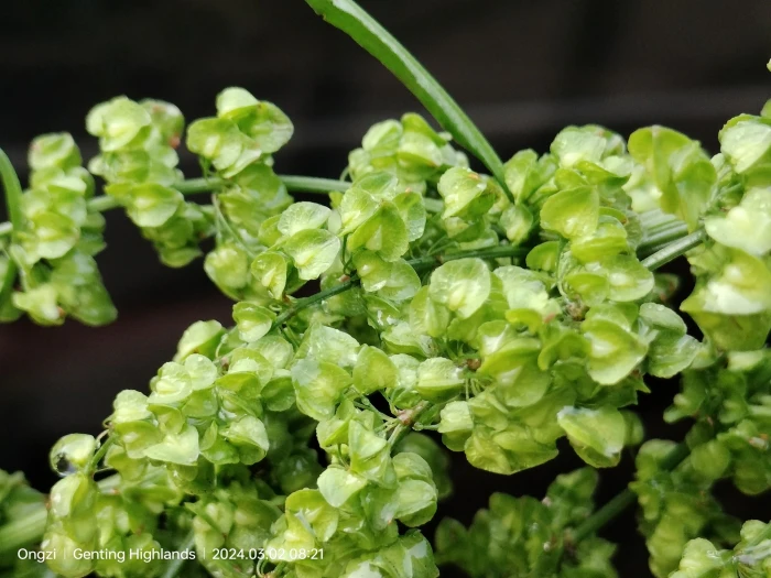 Rumex salicifolius image