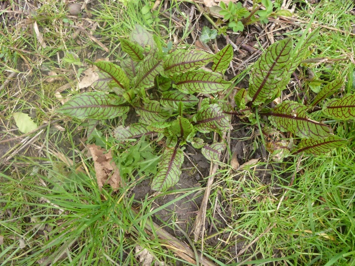 Rumex sanguineus image