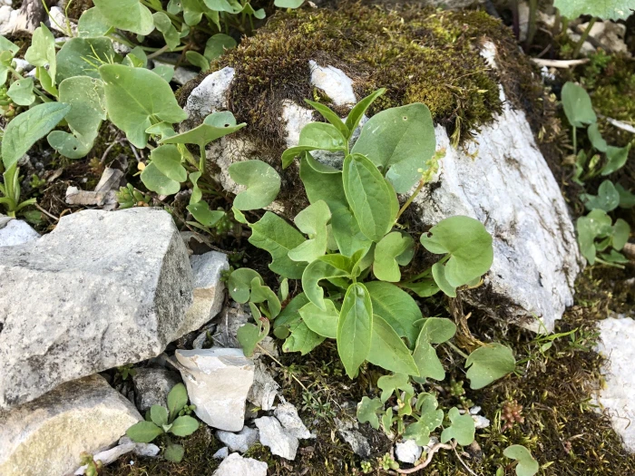 Rumex scutatus image