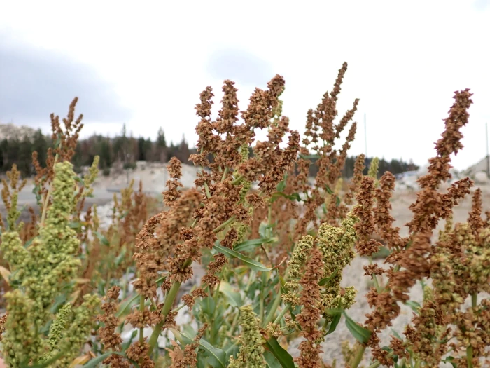 Rumex triangulivalvis image