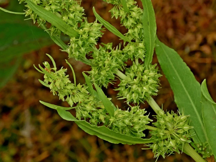 Rumex trisetifer image