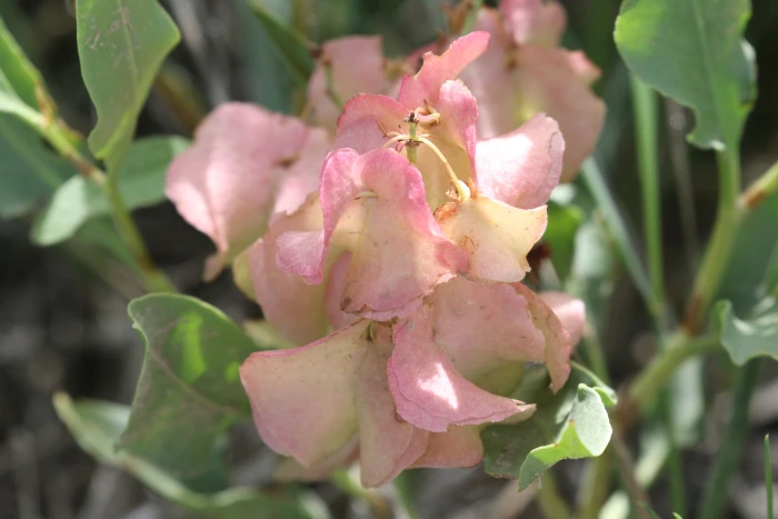 Rumex venosus image