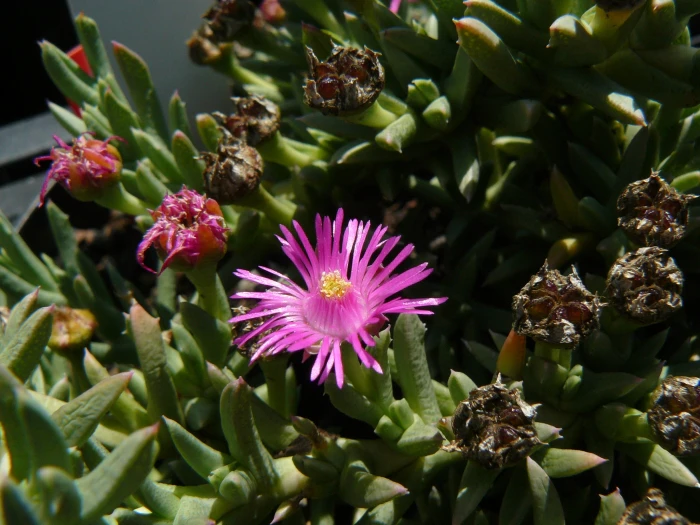 Ruschia pulvinaris image