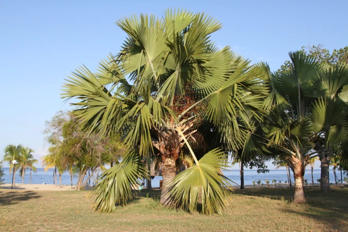 Sabal causiarum image