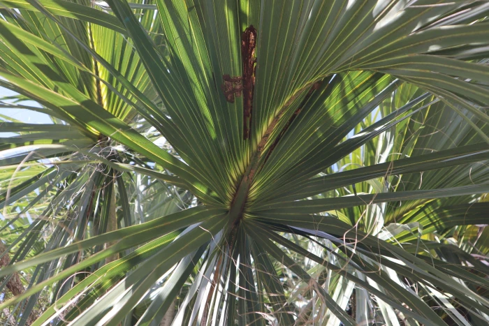 Sabal palmetto image