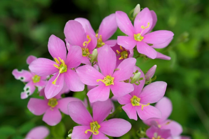 Sabatia angularis image