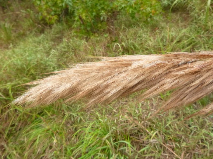 Saccharum brevibarbe image