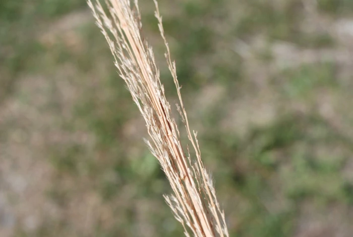 Saccharum ravennae image