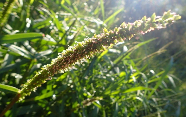 Sacciolepis striata image