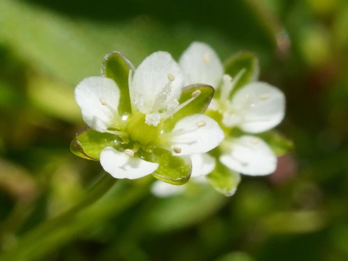 Sagina saginoides image