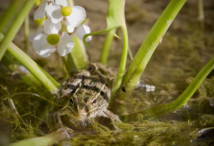 Sagittaria cuneata image