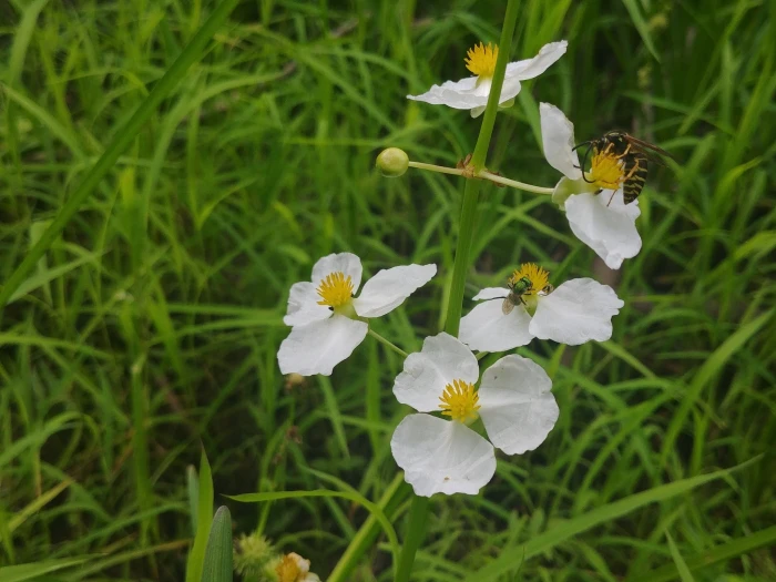 Sagittaria latifolia image