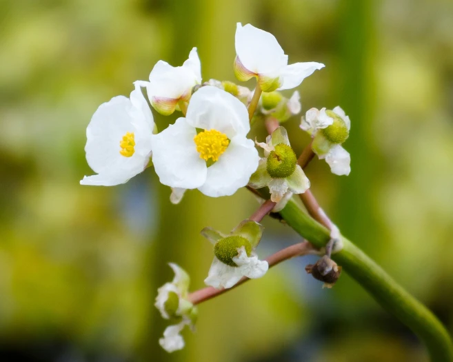 Sagittaria platyphylla image