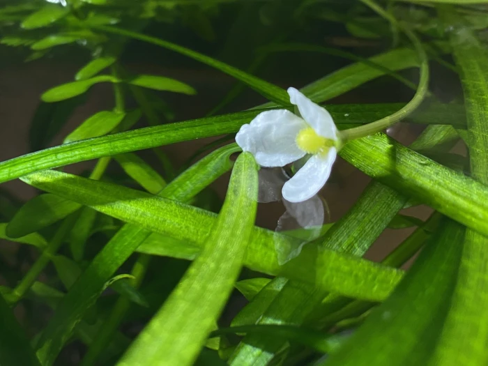 Sagittaria subulata image