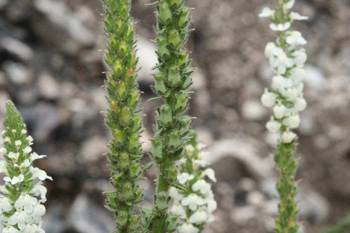 Sairocarpus coulterianus image