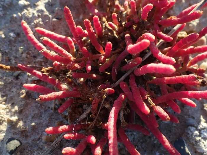 Salicornia rubra image
