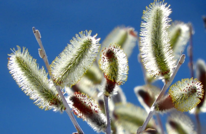 Salix alaxensis image