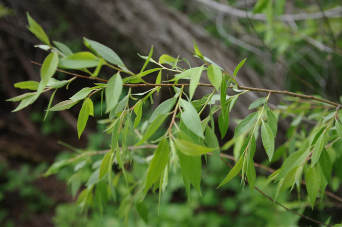 Salix amygdaloides image