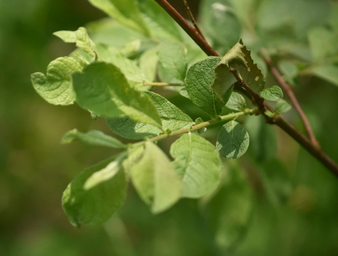 Salix aurita image