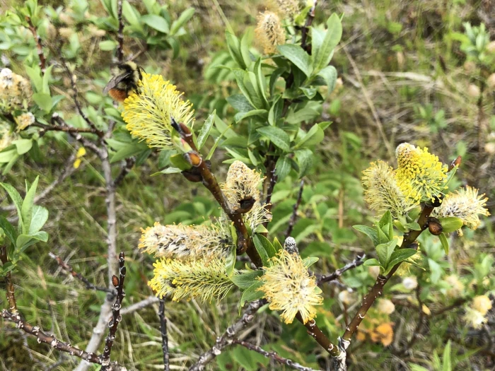 Salix barclayi image