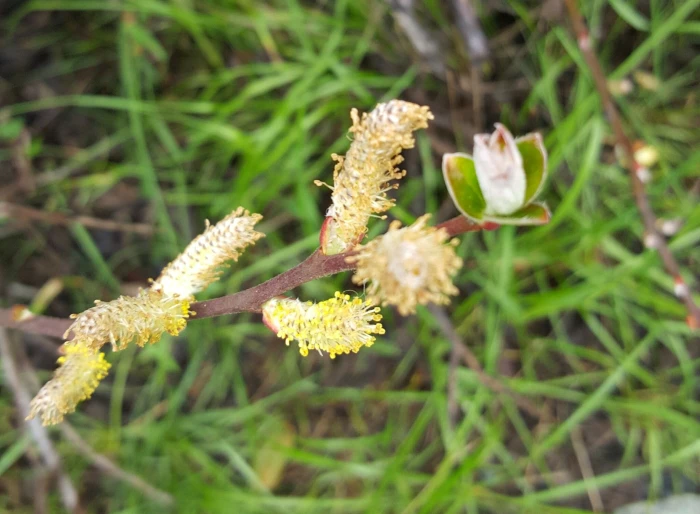 Salix breweri image