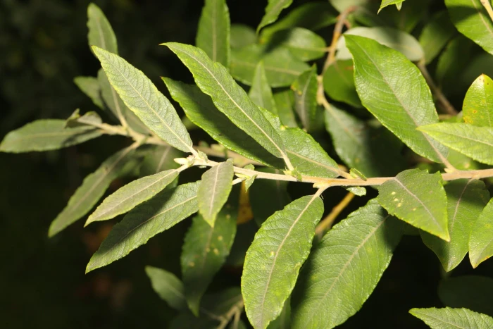 Salix cinerea image