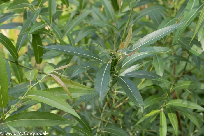 Salix eriocephala image