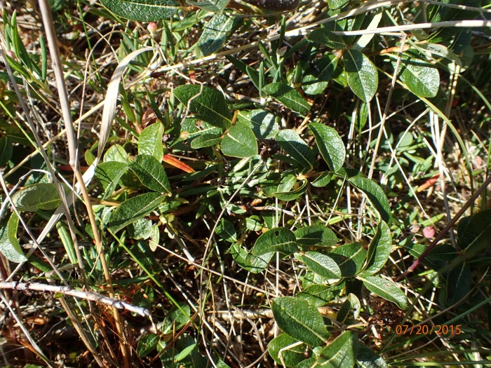 Salix fuscescens image