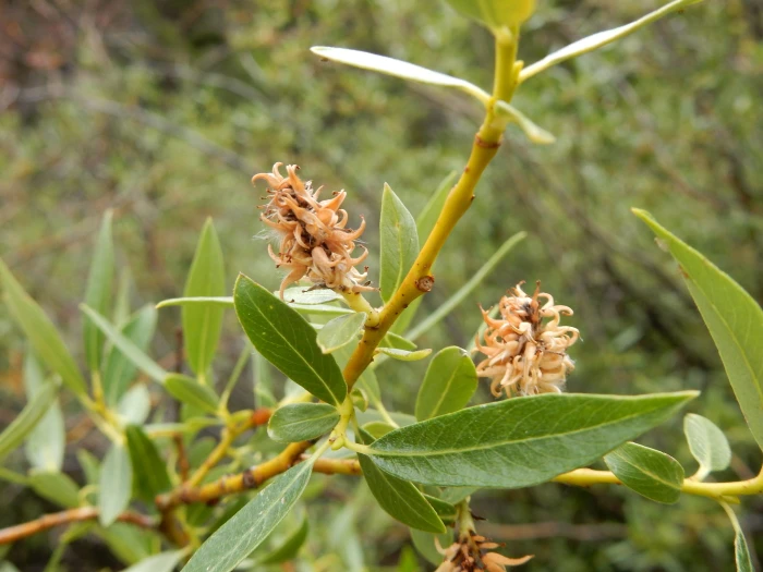Salix geyeriana image