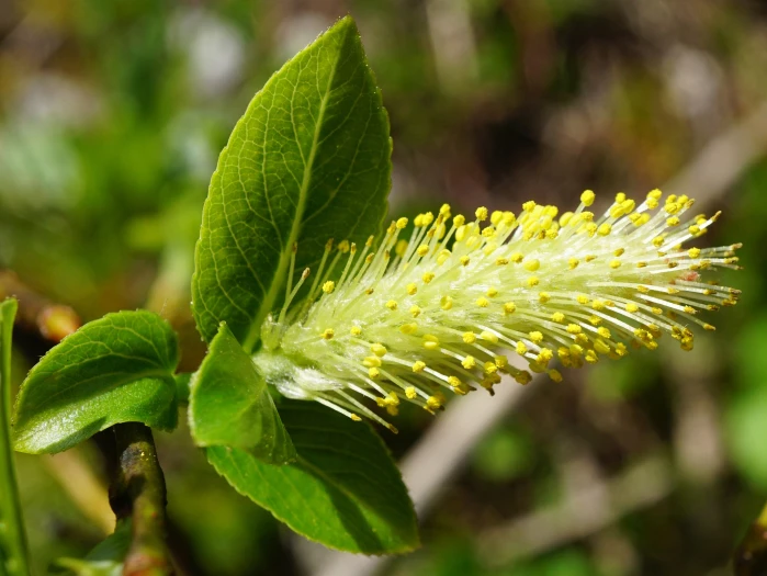 Salix glabra image