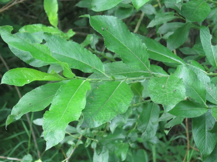 Salix gracilistyla image