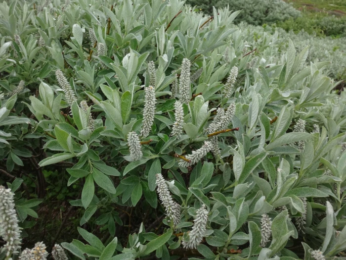 Salix helvetica image