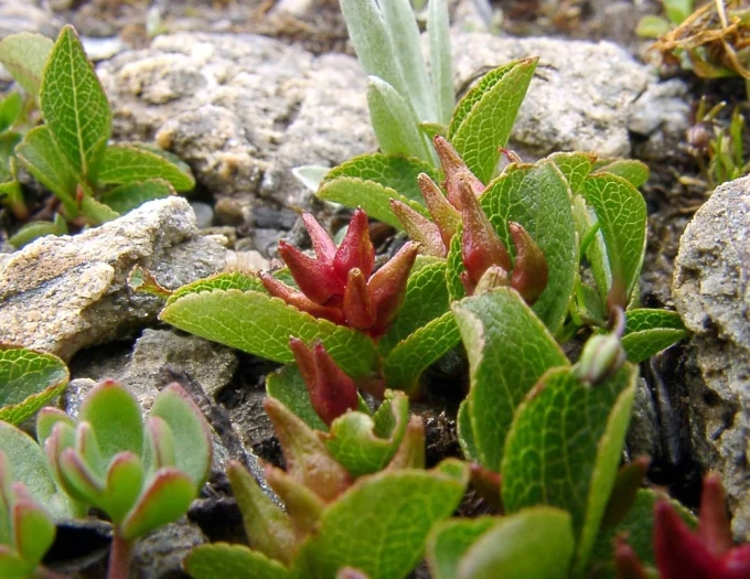 Salix herbacea image